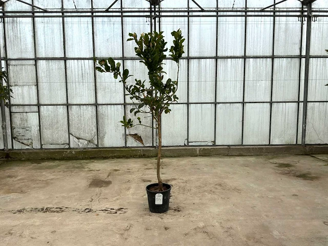 Hand van boeddha (citrus medica) - afbeelding 1 van  1