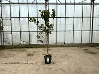 Hand van boeddha (citrus medica)