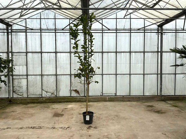 Hand van boeddha (citrus medica) - afbeelding 1 van  1