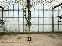Hand van boeddha (citrus medica)