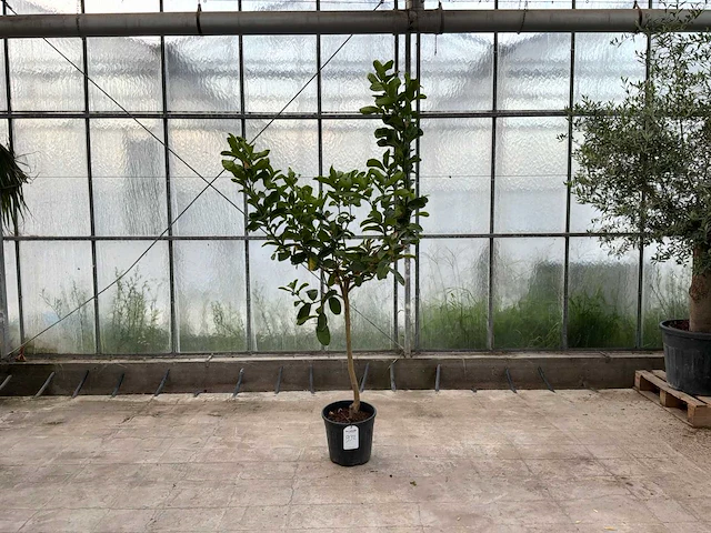 Hand van boeddha (citrus medica) - afbeelding 1 van  1