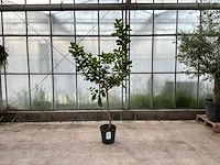 Hand van boeddha (citrus medica)