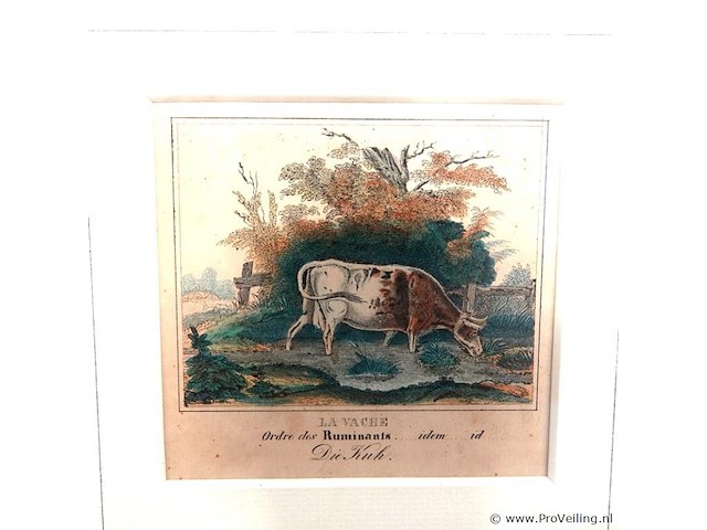 Handgekleurde antieke gravure van een drinkende koe bij een waterkant, met franse en duitse bijschriften "la vache", "ordre des ruminants", "die kuh" - afbeelding 2 van  5