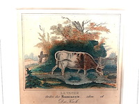Handgekleurde antieke gravure van een drinkende koe bij een waterkant, met franse en duitse bijschriften "la vache", "ordre des ruminants", "die kuh" - afbeelding 2 van  5