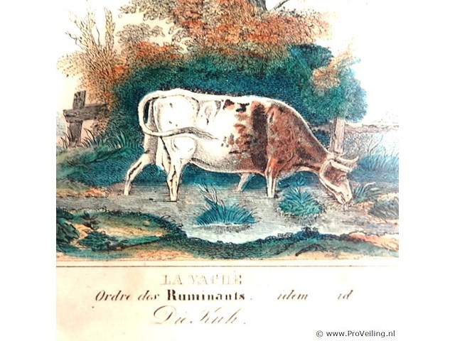 Handgekleurde antieke gravure van een drinkende koe bij een waterkant, met franse en duitse bijschriften "la vache", "ordre des ruminants", "die kuh" - afbeelding 3 van  5