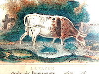 Handgekleurde antieke gravure van een drinkende koe bij een waterkant, met franse en duitse bijschriften "la vache", "ordre des ruminants", "die kuh" - afbeelding 3 van  5