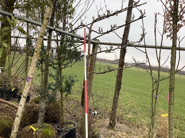 Handpeer - leiboom - afbeelding 1 van  2