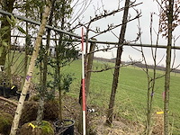 Handpeer - leiboom - afbeelding 1 van  2