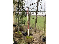 Handpeer - leiboom - afbeelding 2 van  2