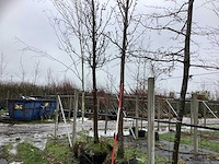 Handpeer - vrucht- / fruitboom