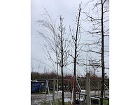 Handpeer - vrucht- / fruitboom - afbeelding 2 van  3