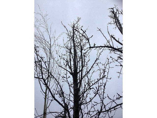 Handpeer - vrucht- / fruitboom - afbeelding 3 van  3