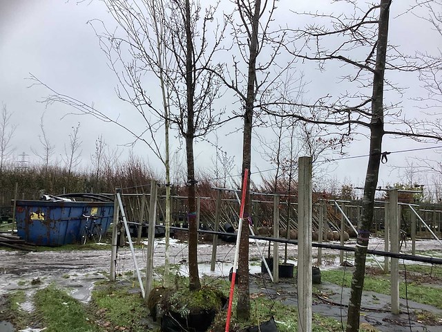 Handpeer - vrucht- / fruitboom - afbeelding 1 van  3