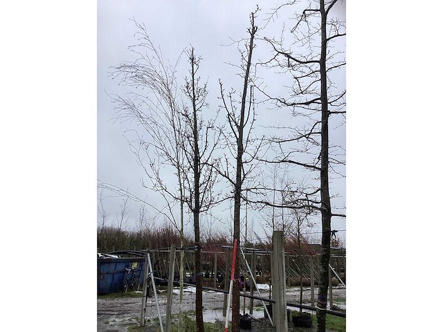 Handpeer - vrucht- / fruitboom - afbeelding 2 van  3