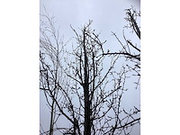 Handpeer - vrucht- / fruitboom - afbeelding 3 van  3