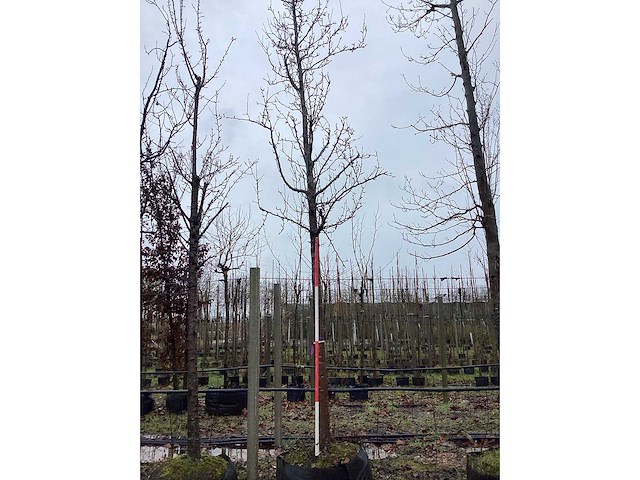 Handpeer - vrucht- / fruitboom - afbeelding 2 van  3