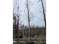 Handpeer - vrucht- / fruitboom - afbeelding 2 van  3