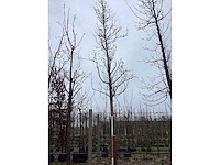 Handpeer - vrucht- / fruitboom - afbeelding 3 van  3