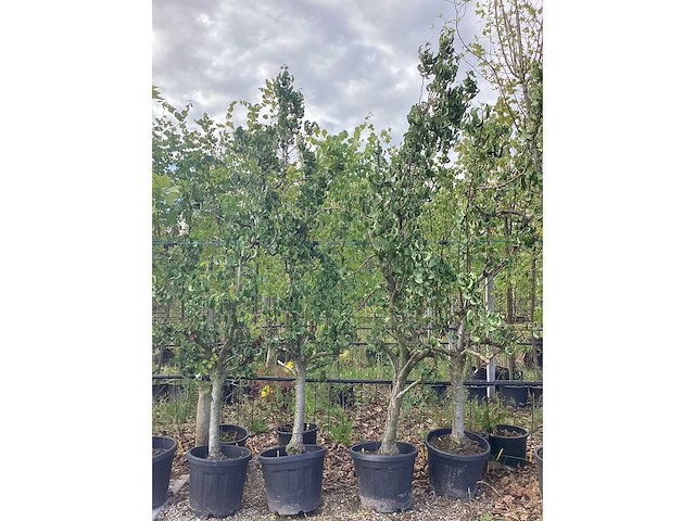 Handpeer - vrucht- / fruitboom - afbeelding 2 van  2