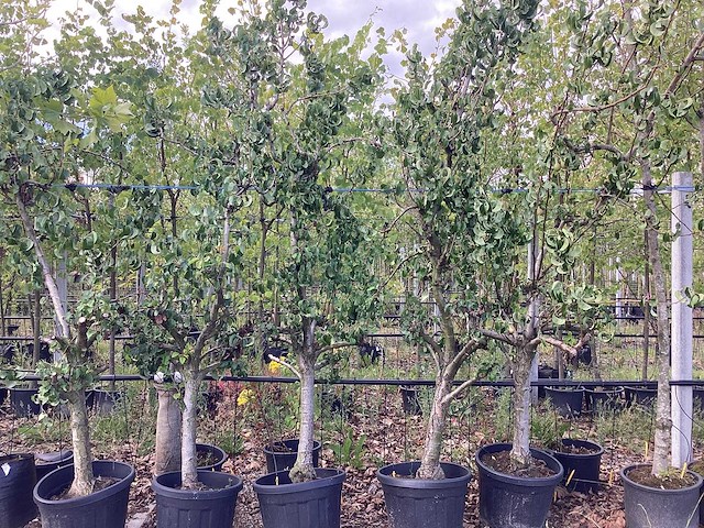 Handpeer - vrucht- / fruitboom - afbeelding 1 van  2