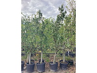 Handpeer - vrucht- / fruitboom - afbeelding 2 van  2