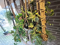 Hangplant kunstplanten (8x) - afbeelding 4 van  4