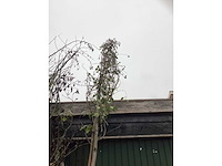 Hartbaldige els - parkbomen (4x) - afbeelding 3 van  3