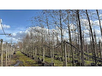 Hartbladige els - parkbomen (3x) - afbeelding 1 van  3