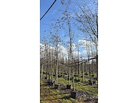 Hartbladige els - parkbomen (3x) - afbeelding 3 van  3