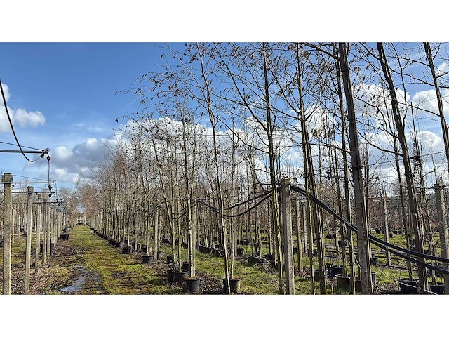 Hartbladige els - sierbomen (3x) - afbeelding 1 van  3