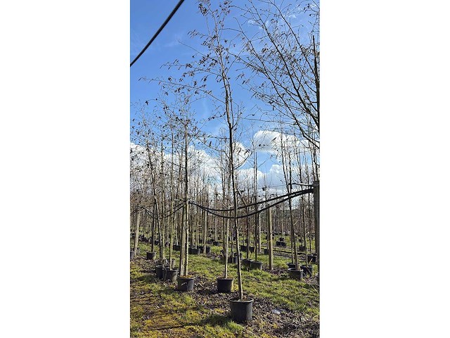 Hartbladige els - sierbomen (3x) - afbeelding 3 van  3