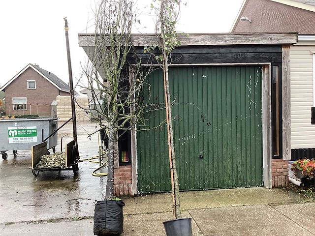 Hartbladige els - sierbomen (4x) - afbeelding 1 van  3