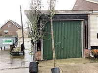 Hartbladige els - sierbomen (4x) - afbeelding 1 van  3