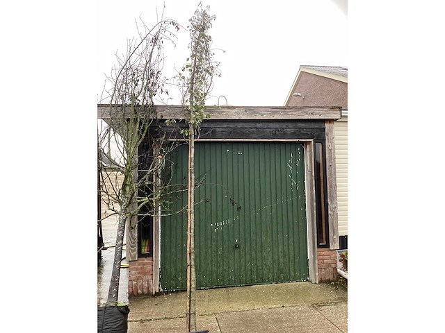 Hartbladige els - sierbomen (4x) - afbeelding 2 van  3