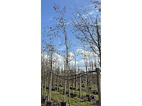 Hartbladige els - sierbomen (4x) - afbeelding 2 van  3