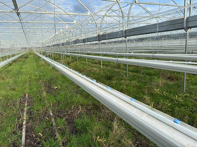Haygrove multibay 11.856m2 kwekerij, folie-tunnel kas - afbeelding 14 van  56