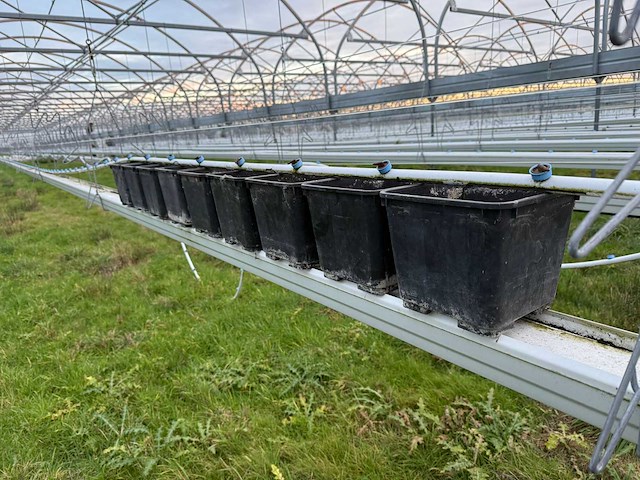 Haygrove multibay 11.856m2 kwekerij, folie-tunnel kas - afbeelding 22 van  53