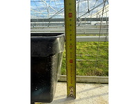 Haygrove multibay 11.856m2 kwekerij, folie-tunnel kas - afbeelding 42 van  53