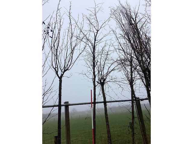 Hazelaar - vormboom - afbeelding 1 van  3