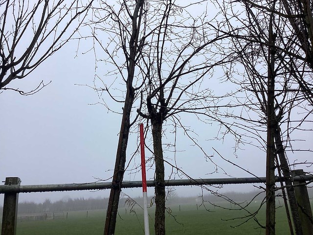 Hazelaar - vormboom - afbeelding 3 van  3