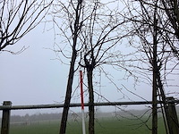 Hazelaar - vormboom - afbeelding 3 van  3