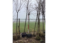 Hazelaar - vormboom - afbeelding 2 van  3