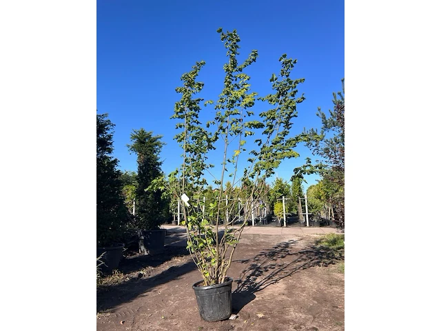 Hazelaar, corylus avellana, sierheester, ca. 3.5 m hoog - afbeelding 1 van  2