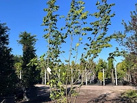Hazelaar, corylus avellana, sierheester, ca. 3.5 m hoog