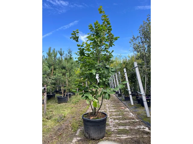 Hazelaar, corylus 'tonda romana', meerstammig, ca. 200-250 cm hoog - afbeelding 1 van  1