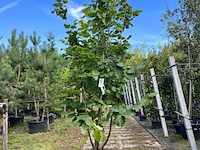 Hazelaar, corylus 'tonda romana', meerstammig, ca. 200-250 cm hoog