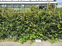 Heras - hekwerk (20 meter) - afbeelding 2 van  4