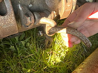 Herder klepelmaaier - afbeelding 11 van  19