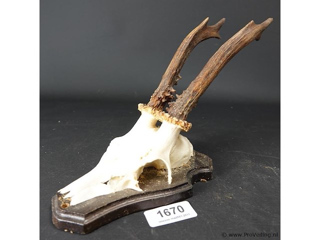 Herten gewei op houten schild - afbeelding 1 van  5