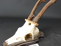 Herten gewei op houten schild - afbeelding 1 van  5